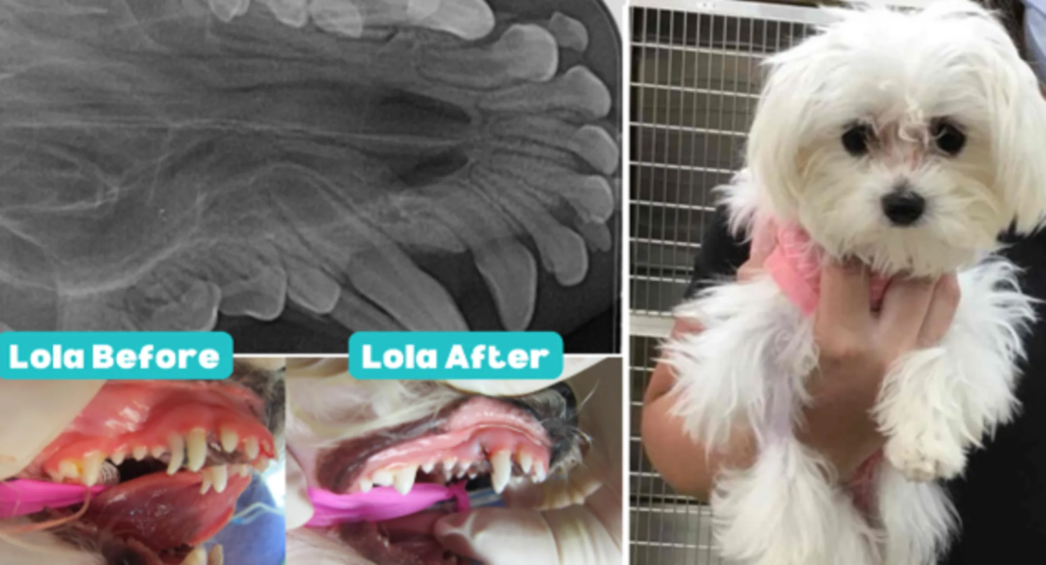 Lola's dental before and after photos
